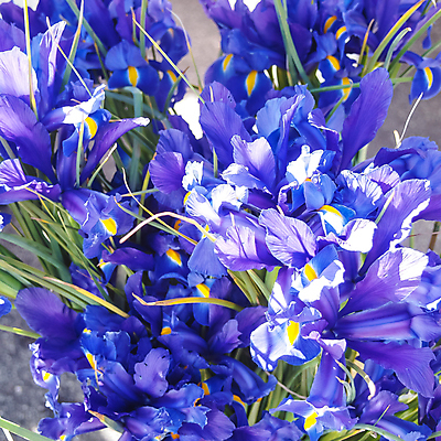 포토 JPG 해외이미지 식물 꽃잎 꽃 잎 꽃무늬 자연 지붕 수염 사람없음 야외 장식 초록색 여름 파란색 빛 노란색 정원 일본 보라색 봄 활발 벚꽃 제비꽃 뿌리 붓꽃 잡종 해외202004 해외포토 계절 아시아 컬러 컨셉 무늬 생태계 파일형식 이미지허브