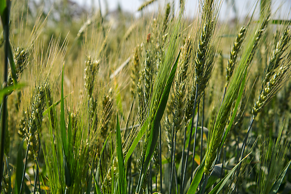 포토 JPG 해외이미지 식물 계절 음식 빵 줄기 백그라운드 밭 농업 자연 하늘 날씨 건조 건강 씨앗 풍경 사람없음 야외 초록색 농작물 농장 농경지 노란색 새싹 환경 봄 수확 성장 가을 시골 황금 낟알 땅 시리얼 밀 유기농 보리 귀 밀짚 내추럴 밭일 숙성 호밀 해외202004 해외포토 웰빙 산업 컬러 곡류 신체부위 짚 생태계 파일형식 이미지허브