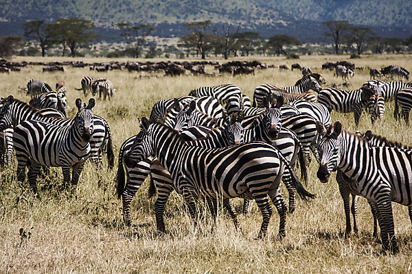 포토 JPG 해외이미지 동물 공원 야생동물 여행 이동 십자가 포유류 모션 아프리카 자연 하늘 생물 풍경 사람없음 야외 물 파란색 빛 강 노란색 환경 달러 게임 그룹 황무지 군중 저녁 사자 큼 양동이 사파리 먼지 얼룩말 케냐 내추럴 마사이족 사바나 세렝게티 전국 탄자니아 평야 목차 많음 해외202004 해외포토 자연요소 공공시설 나라 컬러 컨셉 돈 놀이 사람 말_동물 야간 크기 생태계 파일형식 이미지허브