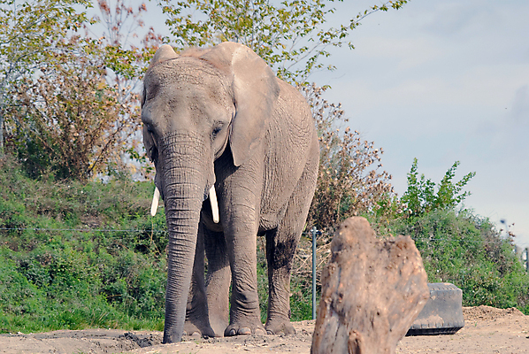 포토 JPG 해외이미지 동물 야생동물 포유류 자연 코끼리 사람없음 머리 회색 상아 해외202004 해외포토 컬러 신체부위 생태계 파일형식 이미지허브