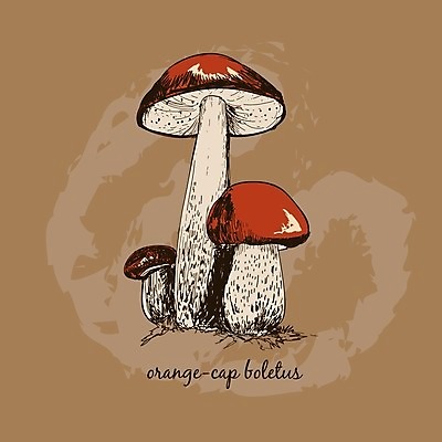 EPS 해외이미지 식물 채소 일러스트 자연 그래픽 세트 검은색 수확 그룹 숲 그림 내추럴 고립 채식주의자 해외202004 해외일러스트 컬러 농업 생태계 채식 파일형식 벡터 이미지허브