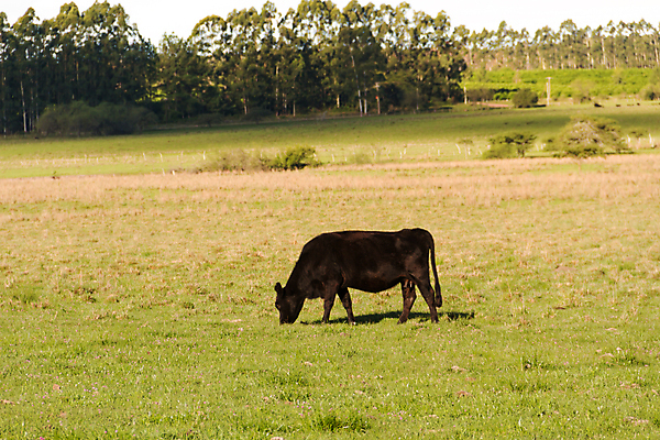포토 JPG 해외이미지 동물 밭 농업 자연 풍경 사람없음 초록색 여름 농장 농경지 갈색 소고기 시골 그룹 소 군중 숲 방목 땅 먹기 밭일 해외202004 해외포토 계절 산업 컬러 포유류 모션 육류 사람 축산업 생태계 파일형식 이미지허브