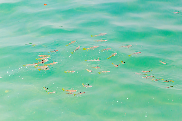 포토 JPG 해외이미지 나무 동물 디자인 꽃 야생동물 바다 여행 백그라운드 일러스트 학교 자연 하늘 휴가 함께함 이집트 어류 풍경 사람없음 빨간색 초록색 물 파란색 컬러풀 햇빛 태양 환경 수중 수영 그룹 산호 아래 생태계 다이빙 암초 내추럴 깊이 해외202004 해외포토 자연요소 식물 교육 컬러 컨셉 아프리카 수중동물 수상스포츠 자포동물 방향 위치 수중스포츠 파일형식 이미지허브