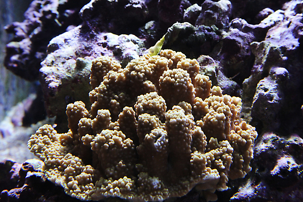 포토 JPG 해외이미지 사람없음 수중 닫기 수족관 해외202004 해외포토 모션 파일형식 이미지허브