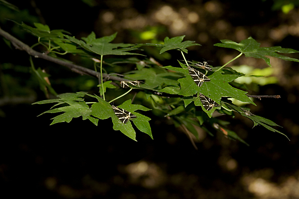 포토 JPG 해외이미지 바다 섬 나비 휴가 사람없음 초록색 파란색 뜨거움 그리스 팔 그리스인 로마인 옛날 해외202004 해외포토 서양인 유럽 컬러 곤충 인종 신체부위 파일형식 이미지허브