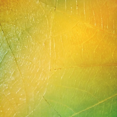 EPS 해외이미지 식물 건축물 계절 백그라운드 잎 패턴 일러스트 자연 추상 세포 건강 초록색 여름 환경 봄 성장 신선 변화 척추 묘사 만족 유기농 생태계 질감 심플 정맥 내추럴 광합성 대칭 방법 생태학 엘리먼트 그리너리 해외202004 해외일러스트 웰빙 교육 건축 감정 컬러 컨셉 무늬 뼈 혈관 파일형식 벡터 트랜드컬러 이미지허브