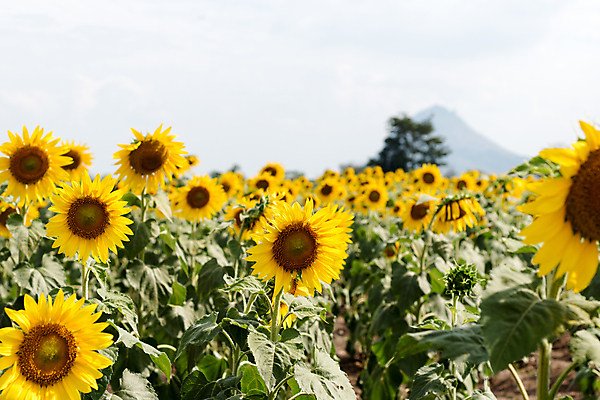 포토 JPG 해외이미지 식물 계절 꽃 행복 여행 백그라운드 꽃무늬 패턴 밭 농업 자연 하늘 불꽃 해바라기 풍경 사람없음 야외 파란색 농작물 컬러풀 태양 노란색 환경 일몰 터치 성장 벚꽃 시골 개화 유기농 많음 카피스페이스 세련 해외202004 해외포토 자연요소 웰빙 감정 산업 컬러 컨셉 무늬 불 노을 공백 생태계 파일형식 이미지허브
