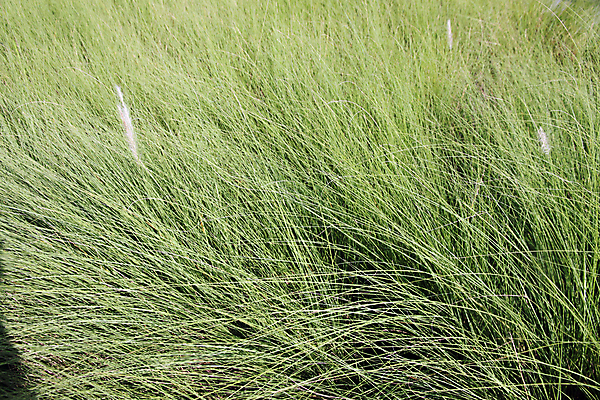 포토 JPG 해외이미지 식물 공원 잎 밭 농업 모션 자연 바람 씨앗 사람없음 초록색 여름 환경 봄 성장 닫기 큼 내추럴 해외202004 해외포토 자연요소 계절 공공시설 산업 컬러 날씨 크기 생태계 파일형식 이미지허브