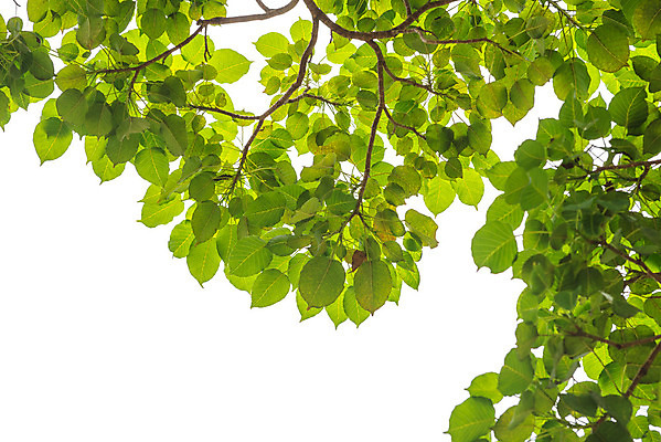 포토 JPG 해외이미지 나무 식물 계절 공원 줄기 잎 패턴 밭 일러스트 자연 날씨 그림자 풍경 잔디 사람없음 야외 목재 초록색 빛 우주 환경 맑음 성장 가을 나뭇가지 신선 개화 숲 큼 유기농 질감 장면 나무껍질 그리너리 해외202004 해외포토 웰빙 공공시설 꽃 컬러 무늬 농업 재료 껍질 크기 생태계 파일형식 트랜드컬러 이미지허브