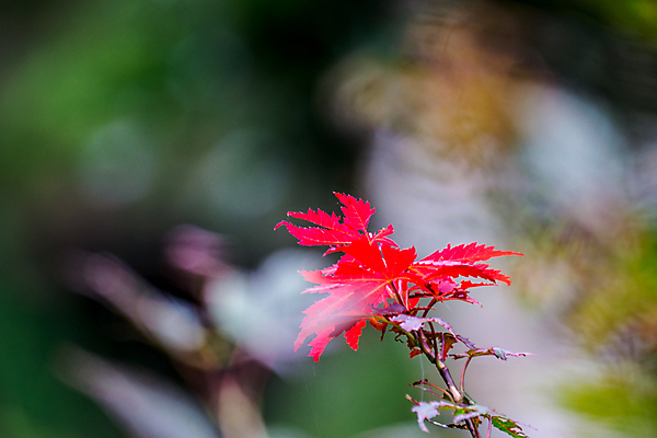 포토 JPG 해외이미지 나무 식물 꽃 백그라운드 단풍 잎 밭 자연 벽지 사람없음 빨간색 초록색 컬러풀 정원 맑음 신선 강렬 해외202004 해외포토 컬러 농업 날씨 생태계 파일형식 이미지허브