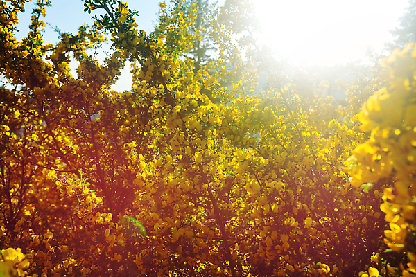 포토 JPG 해외이미지 나무 식물 계절 공원 꽃 잎 꽃무늬 자연 산 풍경 사람없음 야외 초록색 여름 정원 맑음 봄 벚꽃 나뭇가지 시골 개화 생태학 해외202004 해외포토 공공시설 교육 컬러 무늬 날씨 생태계 파일형식 이미지허브