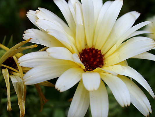 포토 JPG 해외이미지 공원 꽃 자연 사람없음 환경 정원 봄 벚꽃 해외202004 해외포토 식물 계절 공공시설 생태계 파일형식 이미지허브