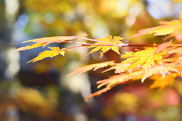 포토 JPG 해외이미지 나무 식물 계절 공원 여행 백그라운드 단풍 잎 오렌지 자연 하늘 추상 풍경 사람없음 야외 빨간색 초록색 파란색 빛 컬러풀 햇빛 노란색 정원 일본 가을 나뭇가지 황금 숲 질감 장면 내추럴 교토 해외202004 해외포토 공공시설 아시아 컬러 무늬 과일 태양 생태계 파일형식 이미지허브