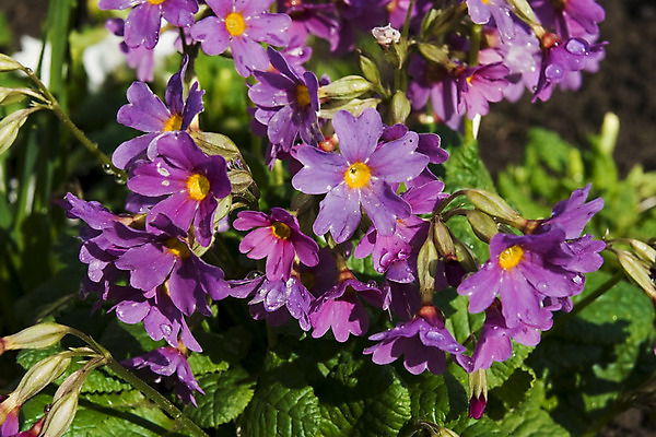 포토 JPG 해외이미지 식물 계절 공원 꽃 분홍색 전구 양파 사람없음 초록색 파란색 햇빛 정원 봄 발코니 4월 온도 해외202004 해외포토 공공시설 컬러 채소 태양 날짜 파일형식 이미지허브
