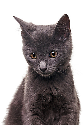 포토 JPG 해외이미지 동물 백그라운드 털 건강 사람없음 반려동물 머리 고양이 회색 흰색 닫기 모피 호기심 귀 고립 기르기 동물상 해외202004 해외포토 감정 컬러 컨셉 포유류 모션 신체부위 조형물 돌봄 파일형식 이미지허브