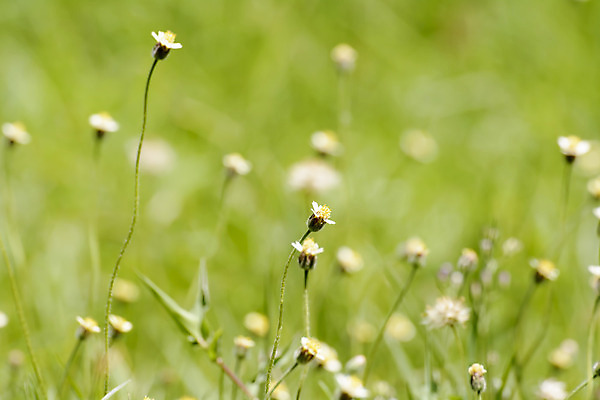 포토 JPG 해외이미지 꽃 백그라운드 자연 사랑 미술 사람없음 초록색 정원 경기장 벚꽃 해외202004 해외포토 식물 감정 컬러 스포츠시설 문화예술 생태계 파일형식 이미지허브
