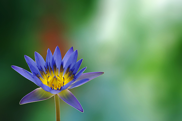 포토 JPG 해외이미지 모양 식물 디자인 계절 꽃 백그라운드 컨셉 잎 패턴 밭 자연 아침 추상 연꽃 사람없음 아웃포커스 장식 초록색 물 여름 빛 컬러풀 태양 정원 맑음 봄 거품 신선 최고 원형 백합 질감 보케 부드러움 내추럴 블러 스타일 효과 해외202004 해외포토 주간 자연요소 도형 컬러 무늬 농업 날씨 촬영기법 감각 생태계 파일형식 이미지허브