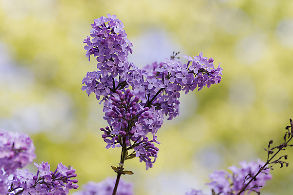 포토 JPG 해외이미지 나무 식물 계절 꽃잎 꽃 분홍색 백그라운드 잎 자연 선물 사람없음 야외 장식 초록색 파란색 정원 보라색 봄 성장 벚꽃 흰색 신선 다발 원예 냄새 심플 라일락 해외202004 해외포토 컬러 취미 생태계 파일형식 이미지허브