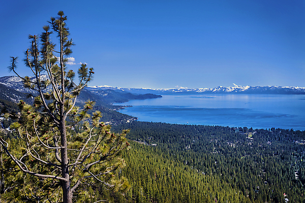 포토 JPG 해외이미지 나무 계절 호수 스포츠 여행 포즈 겨울 자연 하늘 아침 휴가 스키 산 풍경 경사 사람없음 초록색 파란색 태양 흰색 나뭇가지 소나무 숲 12월 캘리포니아 암초 솜털 절정 겨울풍경 해외202004 해외포토 주간 자연요소 식물 컬러 겨울스포츠 미국 날짜 생태계 파일형식 이미지허브