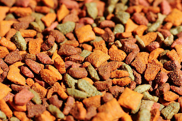 포토 JPG 해외이미지 동물 음식 백그라운드 오렌지 건조 어류 사람없음 빨간색 반려동물 갈색 쌓기 식사 고양이 개 강아지 작음 먹이 먹기 유기농 돌봄 해외202004 해외포토 웰빙 컬러 과일 포유류 모션 수중동물 크기 파일형식 이미지허브