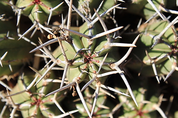 포토 JPG 해외이미지 식물 백그라운드 자연 선인장 사람없음 초록색 사막 가시 모로코 사하라 해외202004 해외포토 컬러 아프리카 생태계 파일형식 이미지허브