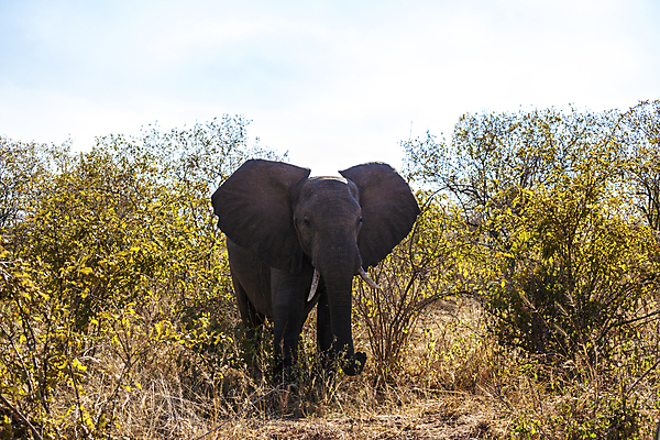 포토 JPG 해외이미지 식물 야생동물 포유류 아프리카 코끼리 사람없음 초록색 머리 회색 황무지 큼 귀 동물상 탄자니아 해외202004 해외포토 동물 나라 컬러 신체부위 조형물 크기 파일형식 이미지허브