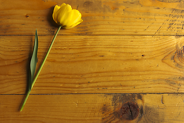 포토 JPG 해외이미지 디자인 꽃 줄기 백그라운드 꽃무늬 패턴 탁자 휴가 부활절 기념 프레임 선물 사랑 미술 사람없음 목재 장식 노란색 머리 봄 활발 튤립 수확 시골 인사 신선 개화 우아함 닫기 배열 질감 복고 내추럴 옛날 해외202004 해외포토 나무 식물 계절 기념일 감정 컬러 가구 컨셉 무늬 농업 재료 모션 문화예술 신체부위 예절 파일형식 이미지허브