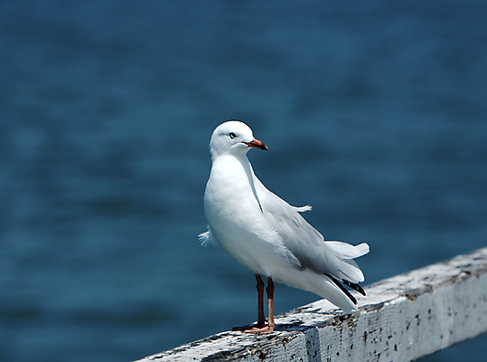 포토 JPG 해외이미지 주간 동물 응시 호수 야생동물 파도 바다 날개 발 자연 갈매기 조류 낚시 날씨 생물 사람없음 야외 목재 물 파란색 강 컬러풀 평화 항구 자유 흰색 비행 관찰 오픈 댐 먹기 깃털 꼬리 사냥 부리 육식동물 계산서 철책 해외202004 해외포토 자연요소 나무 시선 공공시설 컬러 컨셉 재료 교통시설 모션 레저 신체부위 생태계 파일형식 이미지허브