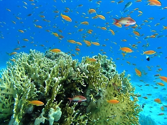 포토 JPG 해외이미지 식물 동물 야생동물 자연 표면 어류 사람없음 물 반사 수중 투명 스노클링 산호 다이빙 암초 동물상 해외202004 해외포토 자연요소 조형물 수영 수중동물 수상스포츠 자포동물 생태계 수중스포츠 파일형식 이미지허브