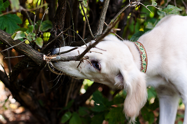 포토 JPG 해외이미지 동물 1 응시 새끼 음식 자연 서기 사람없음 야외 가로 초록색 반려동물 검은색 어둠 개 강아지 작음 먹기 사냥개 육식동물 해외202004 해외포토 시선 컬러 포유류 모션 크기 생태계 파일형식 이미지허브