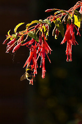 포토 JPG 해외이미지 식물 동물 공원 꽃 곤충 백그라운드 잎 자연 아침 사람없음 야외 초록색 물 여름 태양 정원 벚꽃 가을 물방울 신선 닫기 떨어짐 이슬 벌 묘사 속도 꿀 내추럴 해외202004 해외포토 주간 자연요소 계절 공공시설 컬러 컨셉 모션 생태계 파일형식 이미지허브