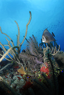 포토 JPG 해외이미지 바다 섬 여행 표면 휴가 휴식 열대 어류 사람없음 빨간색 물 파란색 컬러풀 여행객 환경 수중 수상스포츠 스노클링 산호 잠수부 보호 다이빙 상승 암초 지구온난화 첨탑 카피스페이스 해외202004 해외포토 자연요소 스포츠 컬러 컨셉 사람 탑 수영 수중동물 공백 자포동물 전문직 기후변화 수중스포츠 파일형식 이미지허브