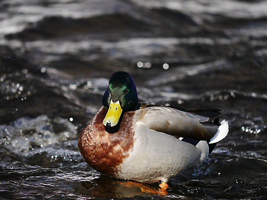 포토 JPG 해외이미지 동물 1 계절 여자 호수 야생동물 겨울 날개 자연 조류 오리 서기 사람없음 야외 옆모습 초록색 물 머리 얼음 봄 추위 흰색 연못 가득함 깃털 오브젝트 싱글 서리 부리 청둥오리 민물 양발 해외202004 해외포토 자연요소 뷰포인트 컬러 모션 사람 신체부위 생태계 파일형식 이미지허브
