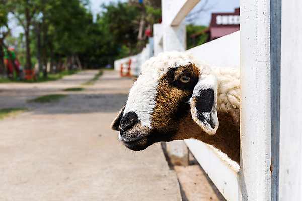 포토 JPG 해외이미지 동물 얼굴 백그라운드 밭 농업 포유류 자연 털 육류 사람없음 야외 울타리 농장 머리 가축 우유 흰색 양 닫기 농부 양고기 내추럴 양모 밭일 수유 양털 해외202004 해외포토 직업 산업 컬러 식재료 모션 유제품 신체부위 담장 직물 생태계 파일형식 이미지허브