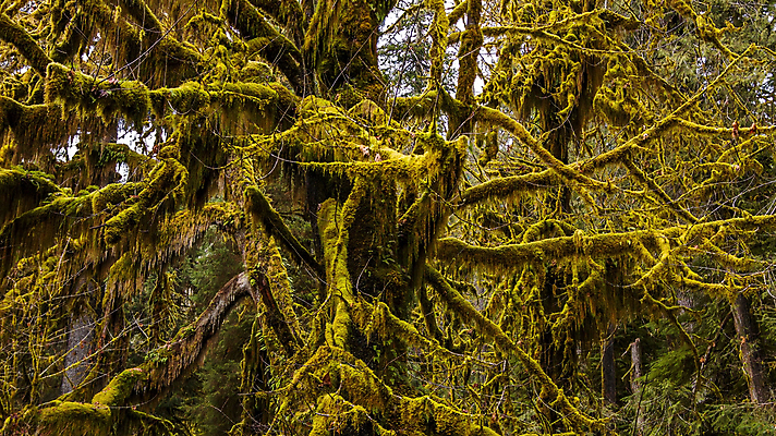 포토 JPG 해외이미지 나무 계절 공원 도로 길 여행 올림픽 자국 자연 아침 이끼 풍경 사람없음 야외 목재 초록색 여름 빛 햇빛 맑음 미국 침묵 봄 젖음 성장 시골 숲 땅 관목 장면 내추럴 옛날 워싱턴 전국 해외202004 해외포토 주간 식물 공공시설 스포츠 컬러 북아메리카 재료 교통시설 날씨 태양 소리 생태계 파일형식 이미지허브