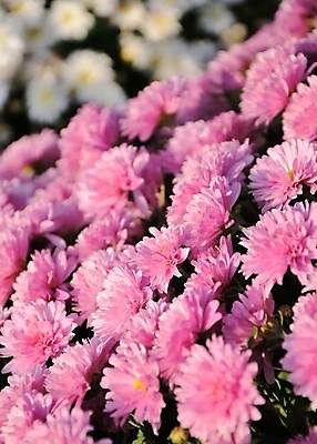 포토 JPG 해외이미지 나무 식물 디자인 계절 꽃잎 꽃 백그라운드 잎 꽃무늬 자연 하늘 추상 선물 사람없음 야외 가로 초록색 파란색 머리 정원 보라색 봄 성장 벚꽃 흰색 나뭇가지 신선 개화 편안함 다발 순수 원예 향기 심플 라벤더 라일락 꽃수술 해외202004 해외포토 컬러 컨셉 무늬 취미 신체부위 감각 허브 생태계 냄새 파일형식 이미지허브