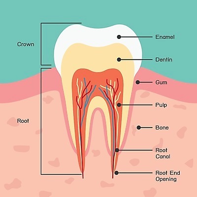EPS 해외이미지 접시 디자인 교육 과학 일러스트 해부 건강 미술 빨간색 초록색 약 인포그래픽 흰색 입 오르간 치아 폭발 치과의사 레이아웃 생물학 함선 송곳니 고립 돌봄 위생관리 치아교정 미니멀 해외202004 해외일러스트 식기 컬러 배_교통 의학 모션 문화예술 관리 신체부위 의사 소화기관 건반악기 교정 파일형식 벡터 이미지허브