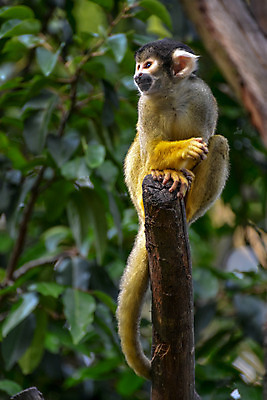 포토 JPG 해외이미지 나무 동물 응시 얼굴 야생동물 포유류 자연 생물 털 동물원 사람없음 세로 초록색 컬러풀 갈색 노란색 검은색 미국 원숭이 작음 꼬리 다람쥐 남쪽 내추럴 구성 동물상 해외202004 해외포토 식물 시선 컬러 북아메리카 신체부위 조형물 설치류 크기 방향 생태계 파일형식 이미지허브