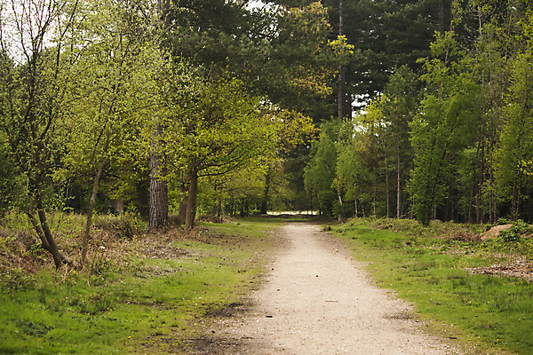 포토 JPG 해외이미지 나무 식물 계절 공원 길 잎 자국 자연 벽지 아침 새로움 그림자 풍경 사람없음 초록색 빛 햇빛 갈색 노란색 평화 환경 맑음 봄 광선 신선 숲 신비 오솔길 마법 내추럴 땅바닥 루트 삼림지대 해외202004 해외포토 주간 공공시설 컬러 컨셉 날씨 바닥 태양 생태계 파일형식 이미지허브