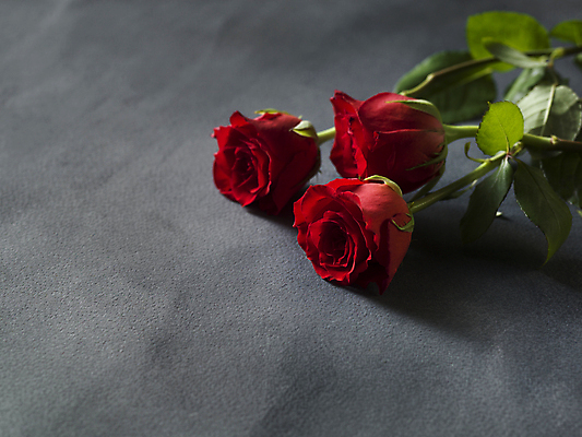 포토 JPG 해외이미지 회색배경 발렌타인데이 사람없음 하이앵글 장미 오브젝트 카피스페이스 해외포토 꽃 뷰포인트 백그라운드 데이이벤트 공백 회색 파일형식 이미지허브