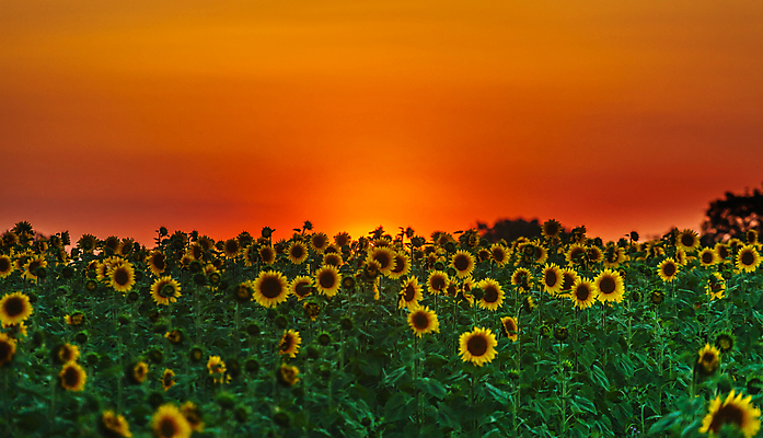 포토 JPG 해외이미지 식물 계절 꽃잎 꽃 산업 여행 잎 밭 농업 자연 해바라기 씨앗 사람없음 초록색 여름 빛 농작물 햇빛 농장 노란색 환경 침묵 자유 성장 가을 시골 신선 뜨거움 원형 황금 땅 장면 해외202004 해외포토 도형 컬러 컨셉 태양 소리 생태계 파일형식 이미지허브