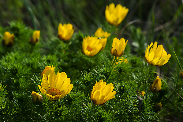 포토 JPG 해외이미지 식물 계절 공원 꽃 잎 밭 자연 휴가 부활절 풍경 사람없음 야외 초록색 여름 파란색 빛 컬러풀 햇빛 태양 농장 노란색 정원 맑음 일몰 봄 새벽 성장 저녁 수선화 마법 밭일 웅장함 환상 해외202004 해외포토 자연요소 공공시설 기념일 컬러 컨셉 농업 날씨 노을 야간 생태계 파일형식 이미지허브