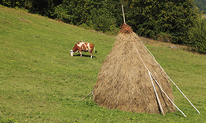 포토 JPG 해외이미지 동물 계절 음식 밭 포유류 자연 건조 풍경 사람없음 야외 초록색 농장 환경 가을 시골 소 건초더미 볏짚 숲 먹이 방목 루마니아 내추럴 영양분 찰과상 트란실바니아 공급 해외202004 해외포토 유럽 컬러 농업 건초 짚 축산업 상처 생태계 파일형식 더미 이미지허브