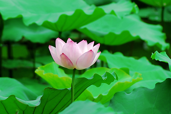 포토 JPG 해외이미지 사람없음 눈송이 감사 해외202004 해외포토 감정 눈_날씨 파일형식 이미지허브