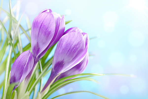 포토 JPG 해외이미지 나무 식물 계절 꽃잎 꽃 줄기 잎 꽃무늬 자연 사람없음 초록색 파란색 빛 태양 환경 정원 보라색 화목 침묵 봄 벚꽃 흰색 신선 제비꽃 생태계 부드러움 블러 생태학 취급주의 해외202004 해외포토 자연요소 교육 컬러 컨셉 무늬 경고 소리 감각 파일형식 이미지허브