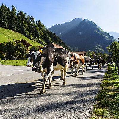 포토 JPG 해외이미지 동물 전통 커플 꽃 어린이 가족 산 거리 이벤트 사람없음 야외 초록색 달리기 라벨 마을 검은색 소고기 우유 종 시골 깃발 소 군중 농부 스위스 황소 알프스 샬레 해외202004 해외포토 식물 직업 유럽 컬러 포유류 관계 모션 유제품 프레임 실험기구 육류 사람 파일형식 이미지허브