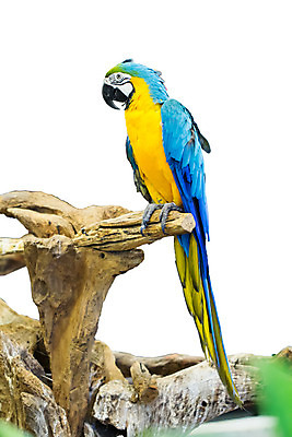 포토 JPG 해외이미지 동물 커플 야생동물 날개 자연 조류 열대 대화 사람없음 빨간색 초록색 파란색 반려동물 컬러풀 노란색 활발 쌍 깃털 부리 앵무새 진홍색 솜털 내추럴 강렬 동물상 이국적 해외202004 해외포토 컬러 컨셉 관계 말하기 조형물 생태계 파일형식 이미지허브