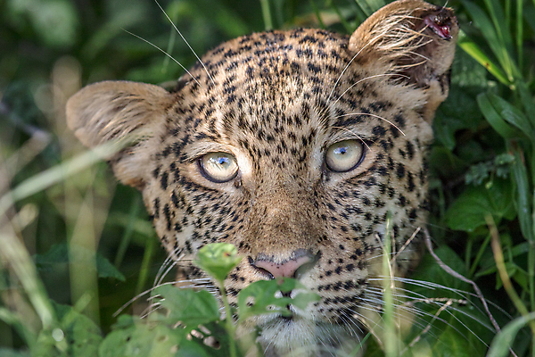 포토 JPG 해외이미지 동물 척추동물 응시 공원 야생동물 여행 포유류 아프리카 자연 친절 털 사람없음 야외 환경 고양이 힘 행성 운전 게임 황무지 보호 위험 큼 모피 심볼 사파리 속도 육식동물 사냥꾼 표범 내추럴 사바나 전국 해외202004 해외포토 직업 시선 공공시설 나라 컨셉 모션 놀이 반려동물 우주 크기 생태계 파일형식 이미지허브