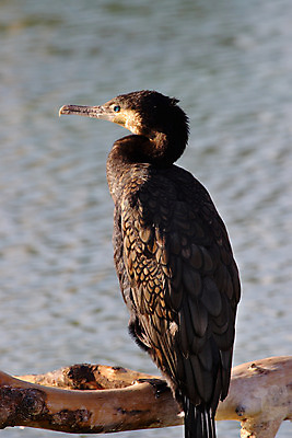 포토 JPG 해외이미지 동물 얼굴 야생동물 자연 조류 사람없음 물 검은색 어둠 해외202004 해외포토 자연요소 컬러 신체부위 생태계 파일형식 이미지허브
