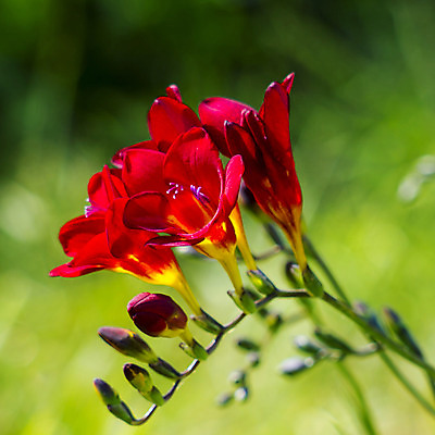 포토 JPG 해외이미지 식물 꽃잎 꽃 줄기 꽃다발 백그라운드 꽃무늬 자연 선물 사랑 사람없음 야외 빨간색 초록색 새싹 정원 화목 봄 벚꽃 나뭇가지 신선 닫기 꽃집 묘사 원예 보케 향기 강렬 블러 카피스페이스 해외202004 해외포토 나무 계절 감정 컬러 컨셉 무늬 모션 취미 상점 공백 생태계 냄새 파일형식 이미지허브